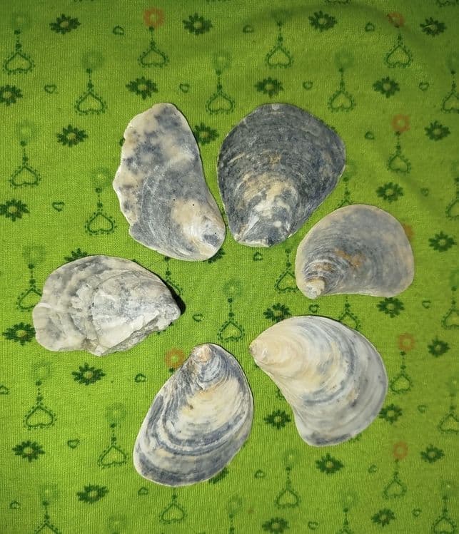 Ракушки- натуральные дары моря — 14