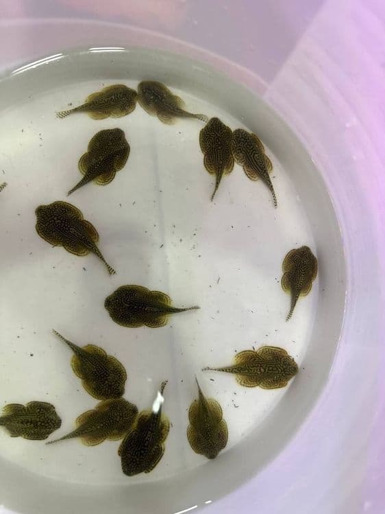 Akvariumni scat Thailand — 1