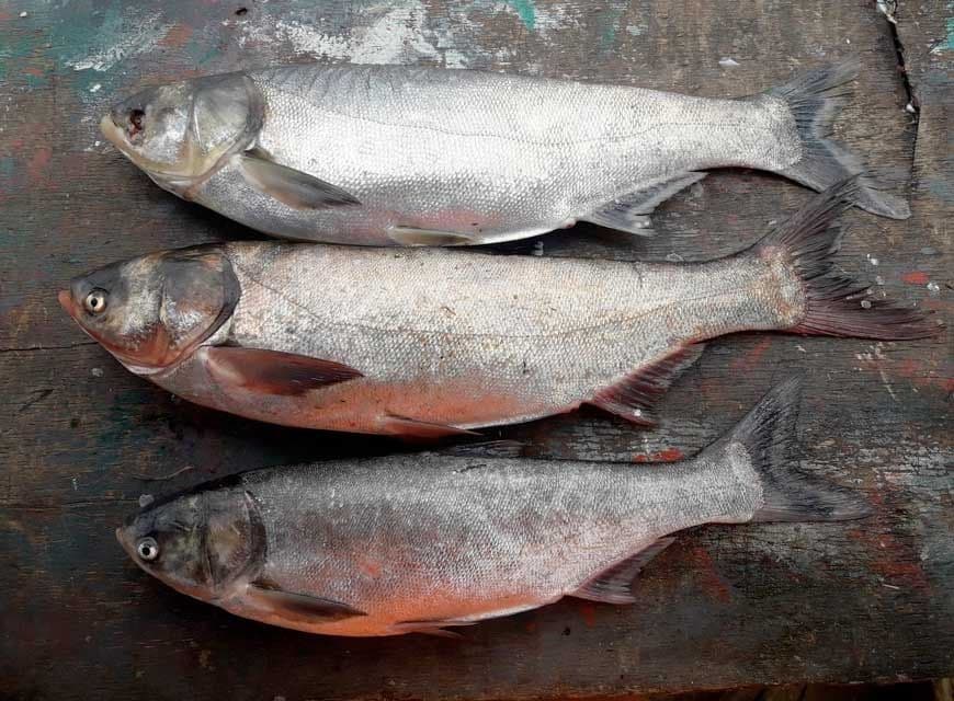 Tirik Baliqlar  Sazan karb som — 9