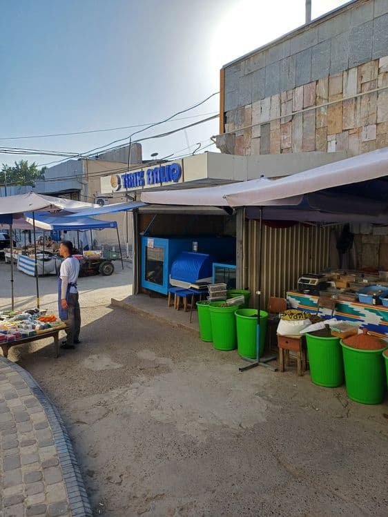 Tirik Baliqlar  Sazan karb som — 13