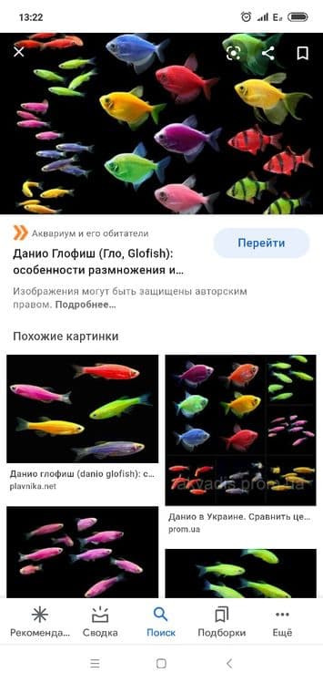 Продам мирных аквариумных рыб — 9