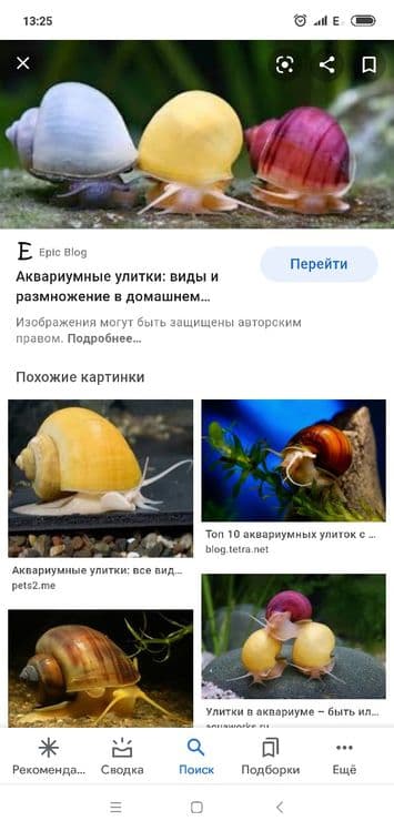 Продам мирных аквариумных рыб — 12