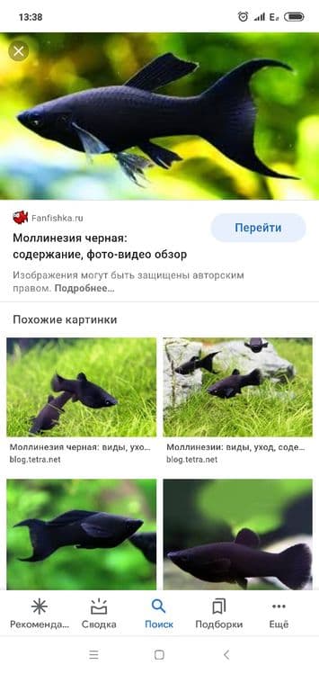 Продам мирных аквариумных рыб — 15