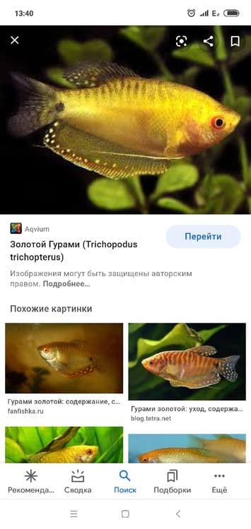 Продам мирных аквариумных рыб — 16