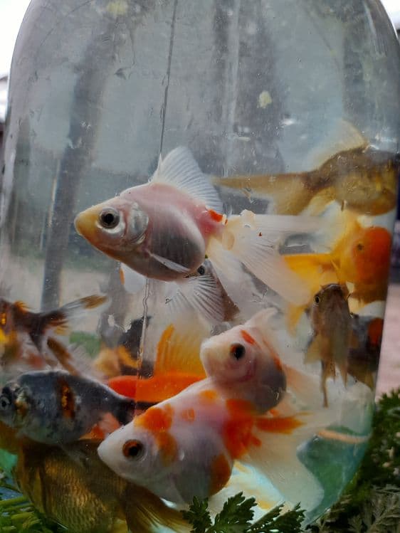 Продаётся Аранда  рыби — 3