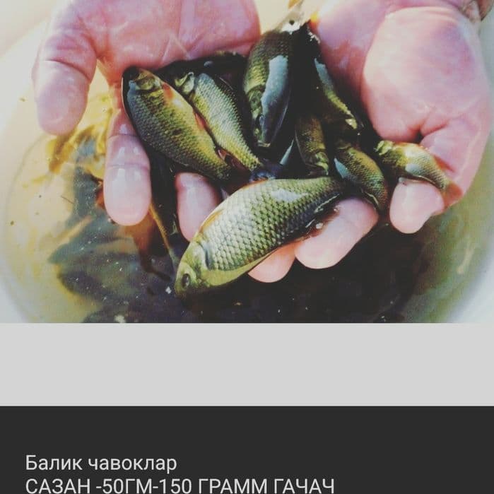 Баликчликка кизикканлар учун балик чавоклар — 1