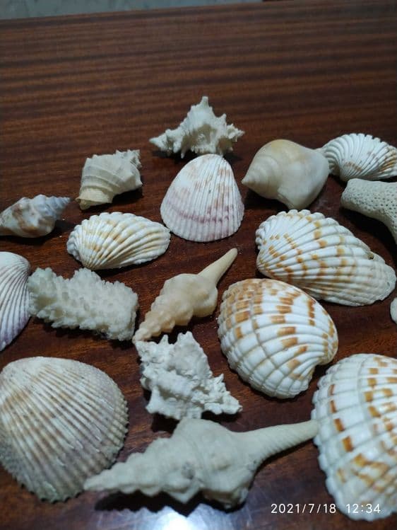 Продаются ракушки для аквариума — 8