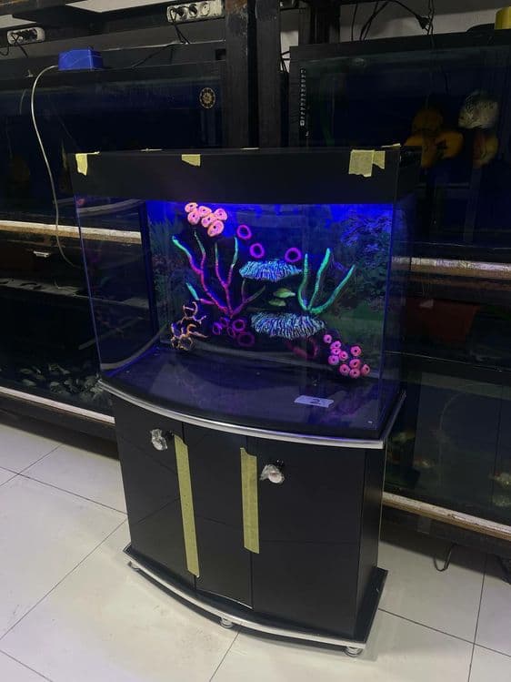AquaTerra do'koni Akvarium va Baliqlar — 7