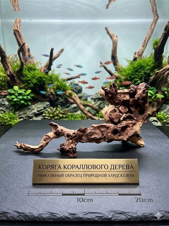Продаётся коряга для Аквариума из Коралового дерева — 1