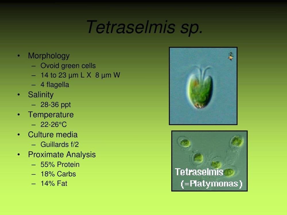 Tetraselmis (trik) — 4