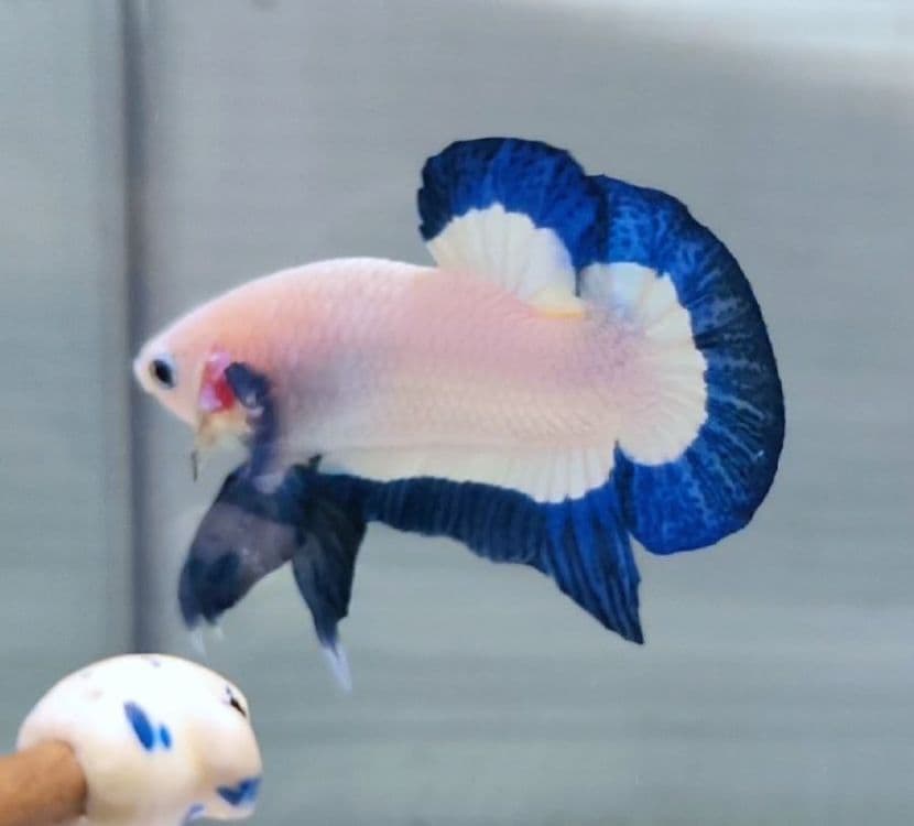 Pitishoklar Blu Rim — 1