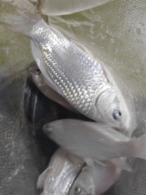 Koi karp baliqlar sotiladi — 4