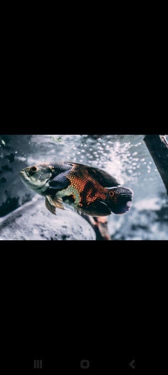 Astranatus oscar — 3