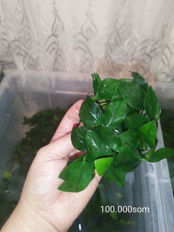 Anubias barteri1 petit — 4