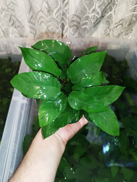 Anubias karlikoviy — 3