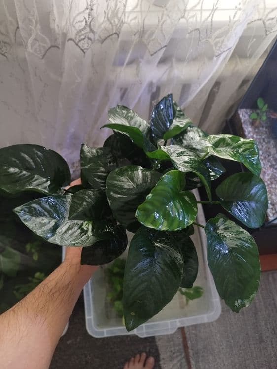Anubias gigant sort — 4