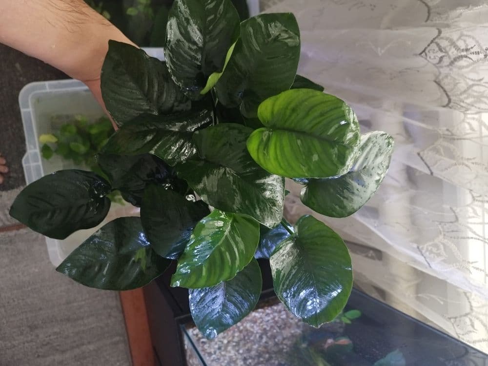 Anubias gigant sort — 5