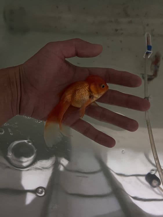 Oranda baliqla sotiladi — 9