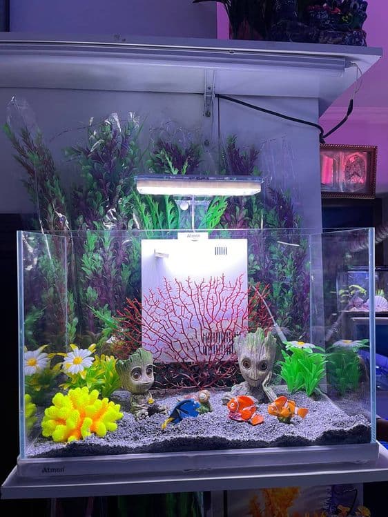 Akvarium Dokoni Sergili va mirobod — 3