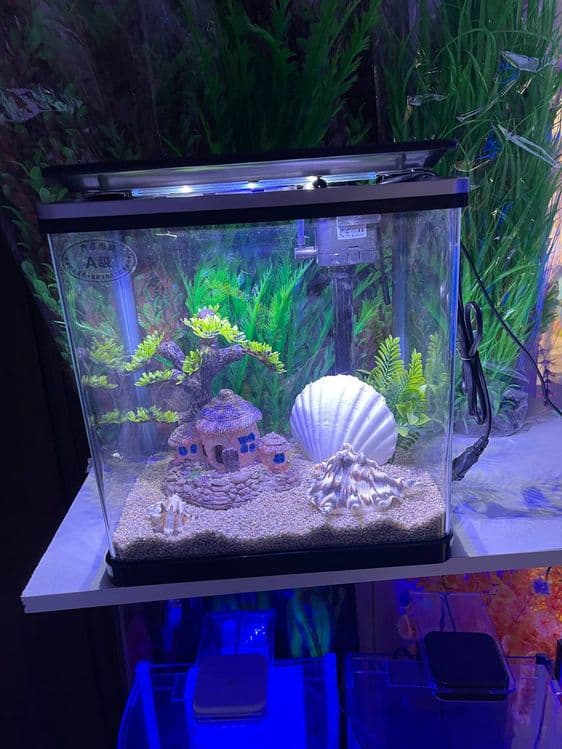 Akvarium Dokoni Sergili va mirobod — 5