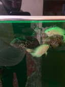Astronotus  baliq sotiladi!