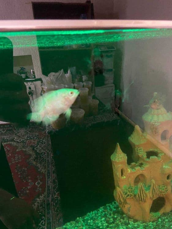 Astronotus  baliq sotiladi! — 2