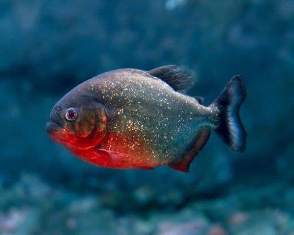 Piraniya natterera