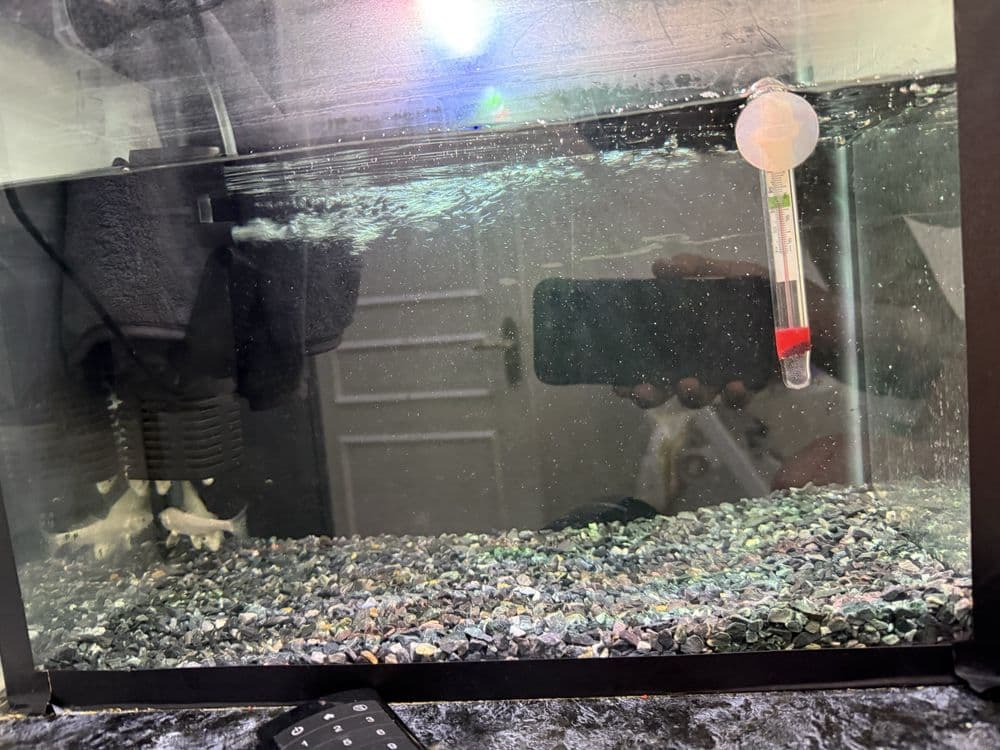 Akvarium va baliqlar sotiladi — 1