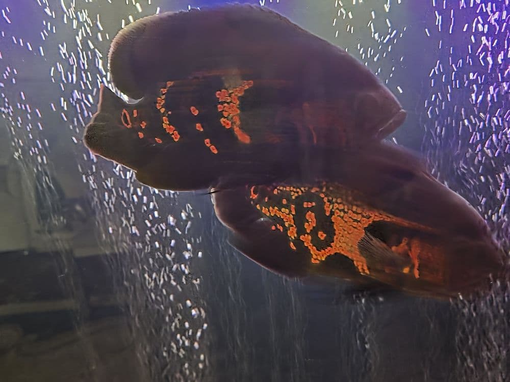 Akvarium baliqlari sotiladi. — 7