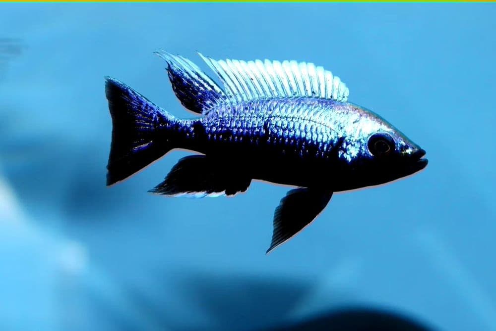 Capadachhromis mloto — 1