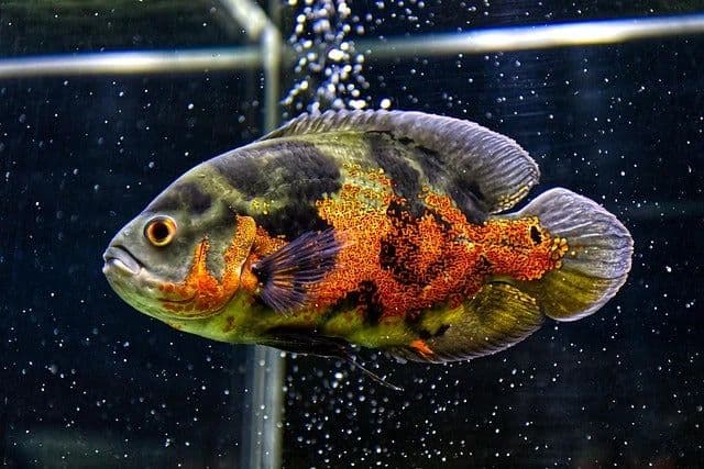 Pangasius Oscar Baliq bor — 2