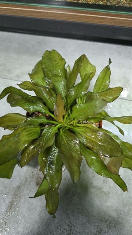 Exinadorus akvarium suv oʻti — 4