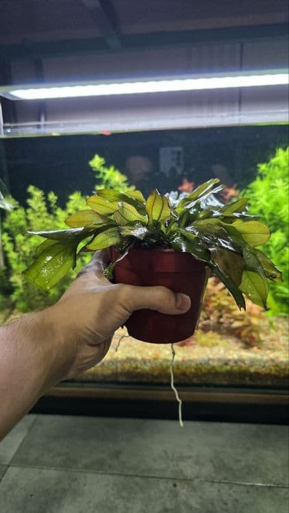 Exinadorus akvarium suv oʻti — 6