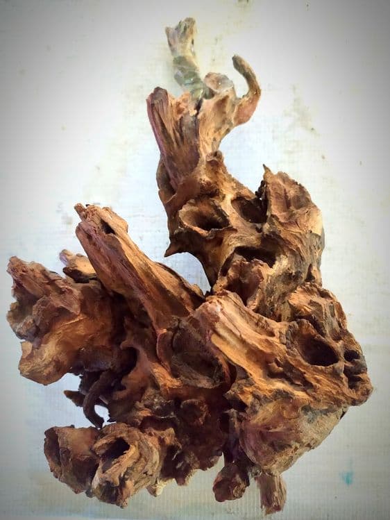 Коряга Ива,  Мангра — 2