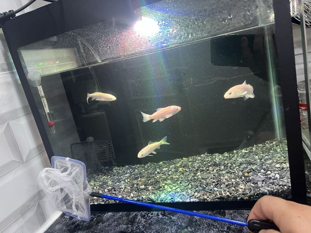 Akvarium sotiladi 30 litr. 4 ta koi baligi bn — 3