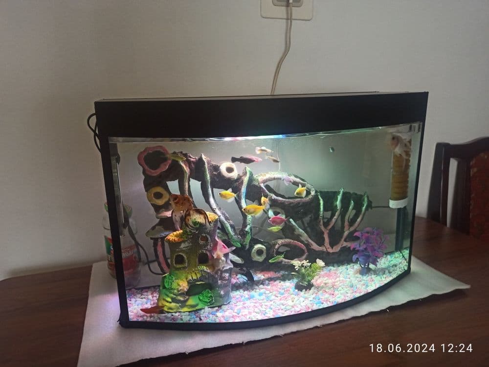 Akvarium va baliqlar sotladi — 3