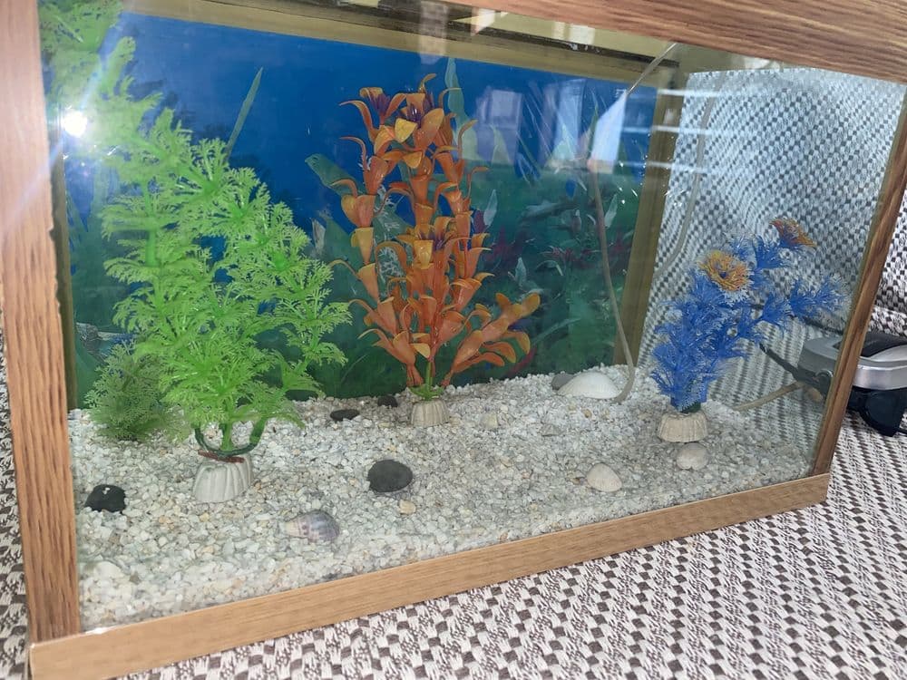 TAYYOR akvarium sotiladi. — 6