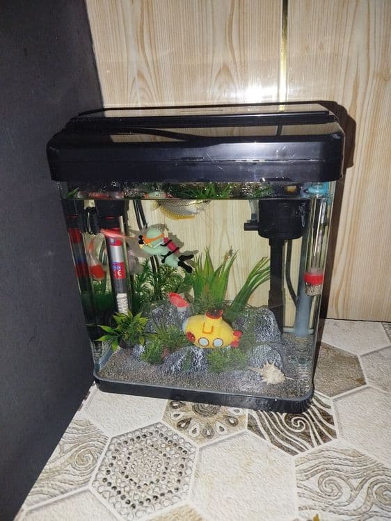 Akvarium sotiladi baliqlari bilan — 2