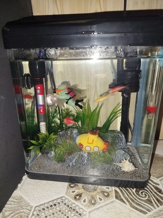 Akvarium sotiladi baliqlari bilan — 4