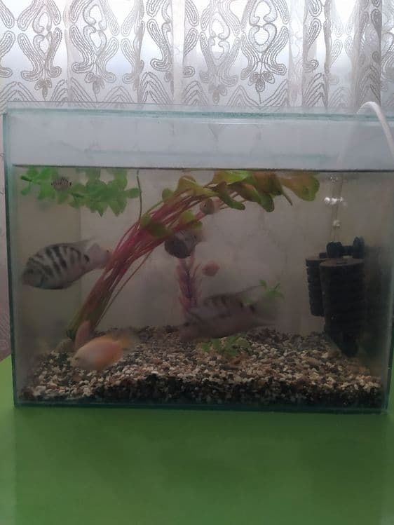 Akvarium baliqlari bn sotiladi  filter kompresor aksesuvarlari bor — 6