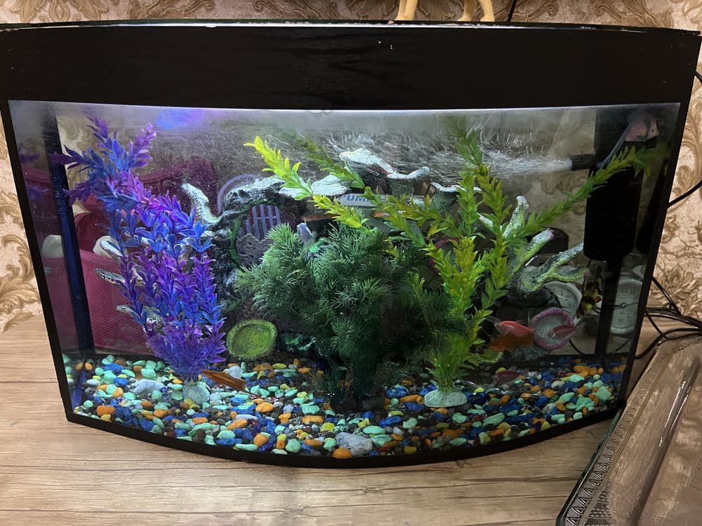 Akvarium baliqlari bilan sotiladi — 4