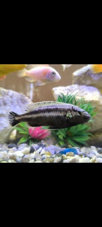 Akvarium sotiladi baliqlari bilan — 2