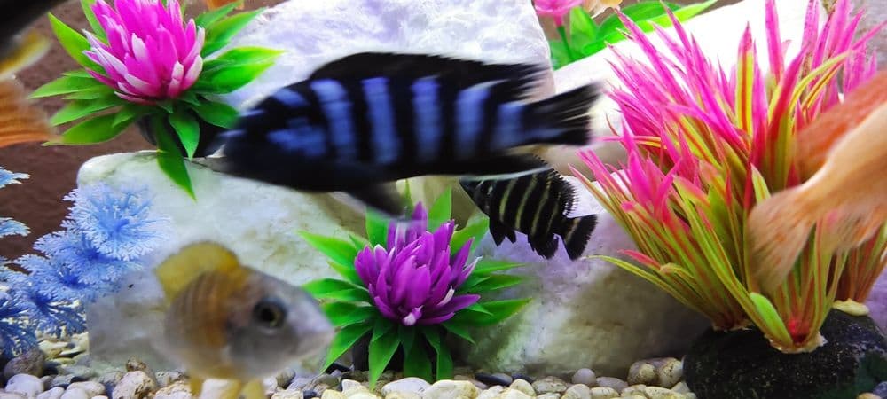 Akvarium sotiladi baliqlari bilan — 4