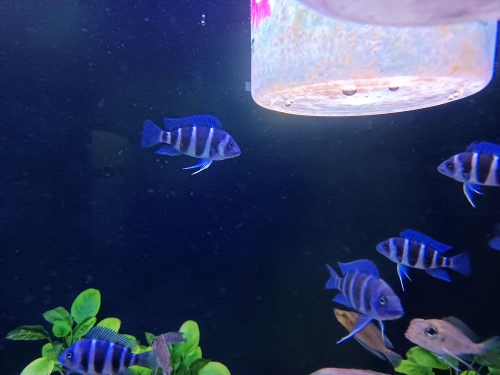 Gibberosa Blue Zair Moba f1 — 1