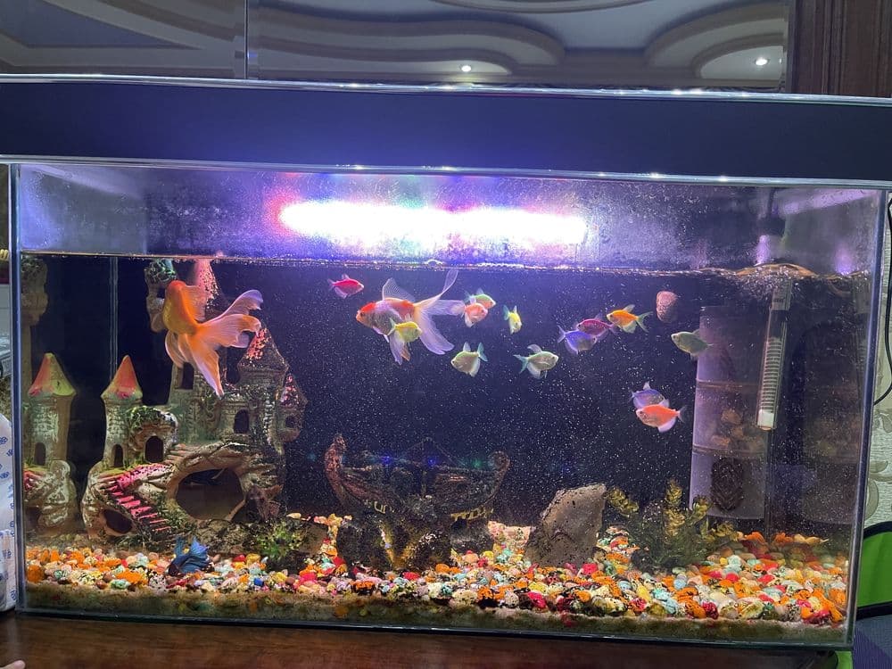 Balula akvariumi bilan hammasi bor — 3