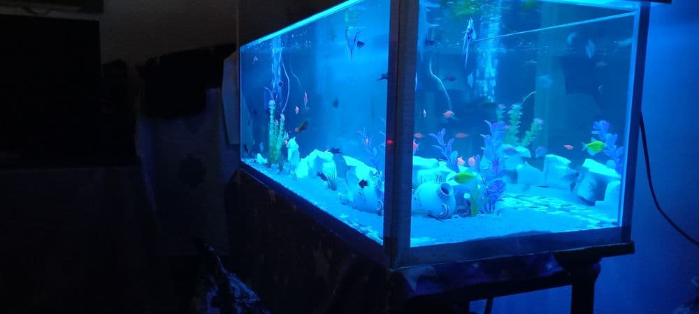 Akvarium na zakaz evro kromka est kachestviniy. Akvarium zakazga evro — 2