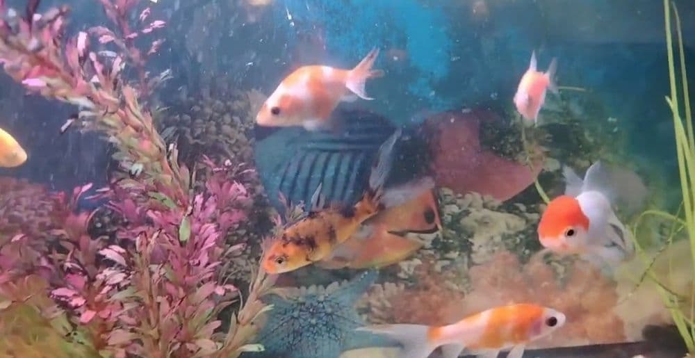 Аквариумные рыбки — 5