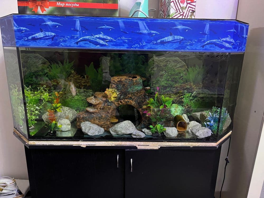 Akvarium sotiladi — 7