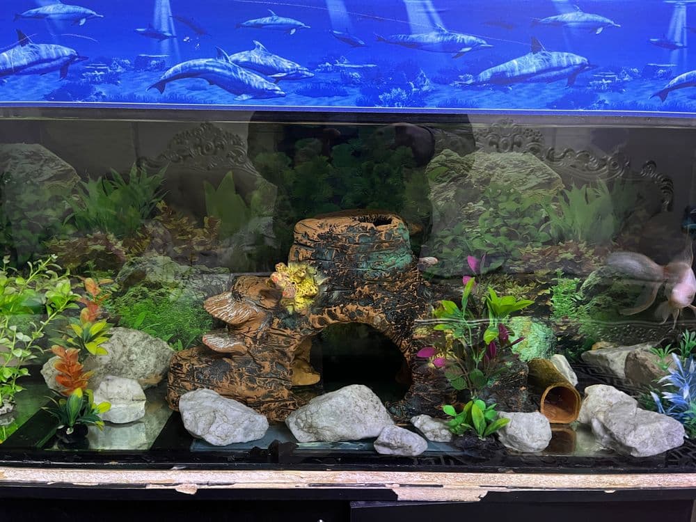 Akvarium sotiladi — 8
