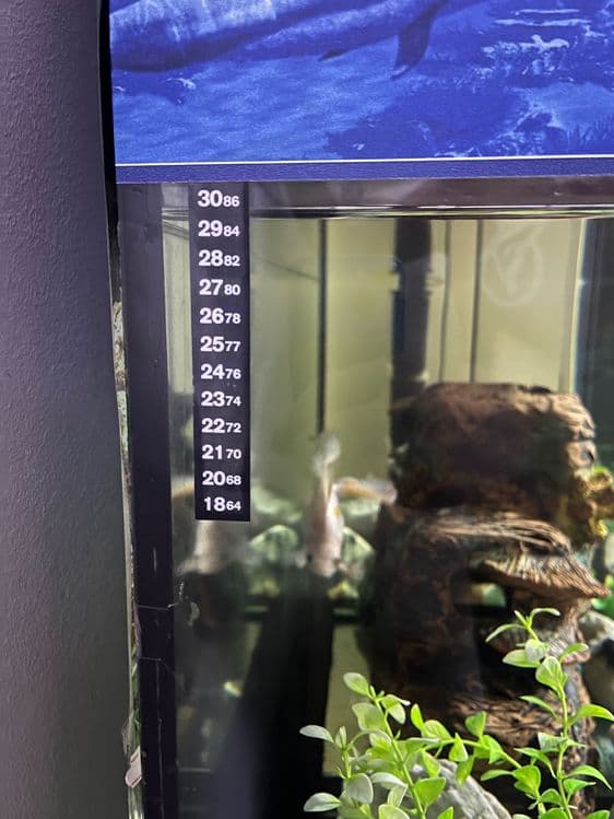 Akvarium sotiladi — 9